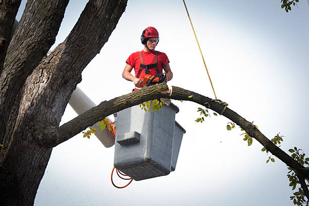 The Steps Involved in Our Tree Care Process in Cambria, CA